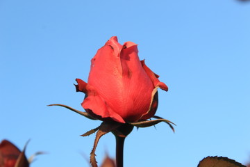 red rose