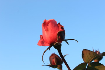 red rose