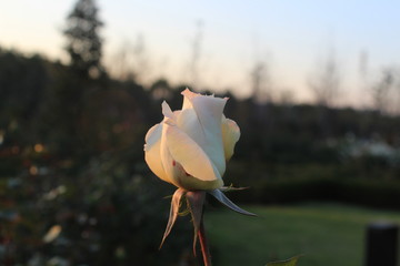 white rose