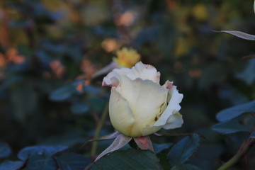 pink rose 
