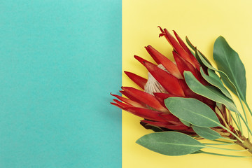 Protea flower, big beautiful plant on colored paper with copy space. Multicolored paper background...