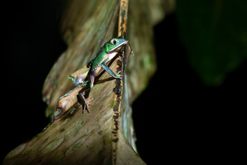 frogs of the amazon