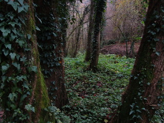 trees in the forest