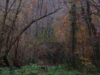 forest in autumn