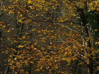 autumn leaves background