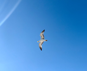 a bird eats food at the beach