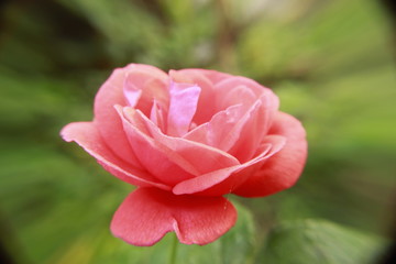 Beautiful Salmon Pink with hints of yellow rose flower with dew drops in morning.