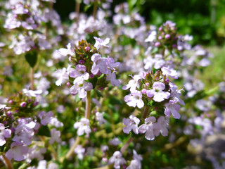 Fresh green thyme herb blooming with pink flowers growing in the garden. Breckland Thyme, Thymus serpyllum, Thymus vulgaris, Common Thyme, Whole thyme. Selective focus, close up, still life. 