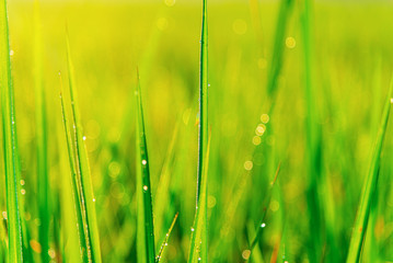 Obraz premium Green leaf of rice plant with bubble drop on leaves in morning light