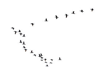 Flock of birds flying in a row, High view silhouette group of bird fly in a line beautiful nature...