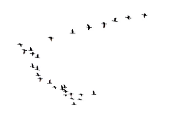 Fotobehang Vogels Flock of birds flying in a row, High view silhouette group of bird fly in a line beautiful nature of wildlife isolated on white background  © yongkiet