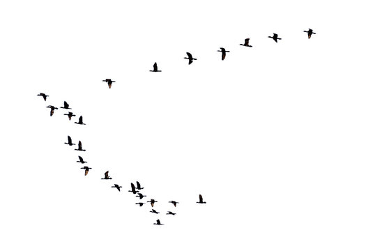 Flock of birds flying in a row, High view silhouette group of bird fly in a line beautiful nature of wildlife isolated on white background