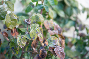 Frozen leaves with white frost. Frozen morning in the mountains