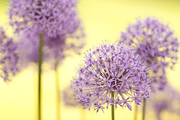 Obraz premium tender funny allium flowers adorn the summer park