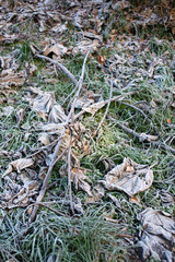 Frozen leaves with white frost. Frozen morning in the mountains