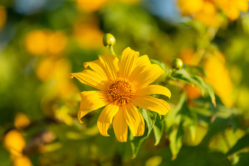 Yellow flower field or Mexican sunflower blossom field on sunny day , on the top of mountain.