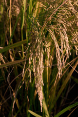 Rice field under blue sky