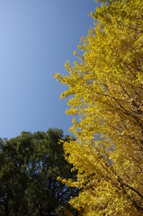 紅葉　イチョウ