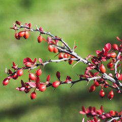 Red leaves and fruits of Berberis, commonly known as a barberry