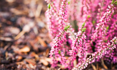 Purple heather flowers, macro photo