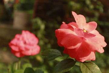Fototapeta premium Orange rose