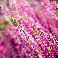 Obraz na płótnie Canvas Purple heather flowers, square macro photo