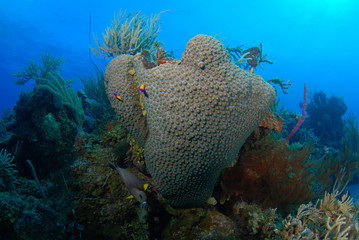 Colony of healthy Great Star Coral on tropical reef