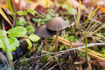 Magic mushrooms grow in a grass, close-up photo