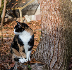 Katze Julie, dreifarbig im Herbst. Die Katze sitzt unter dem Baum (Grau-Erle)