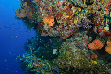 Fototapeta na wymiar Colorful deep reef wall overhang with tropical fish