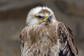Close-up view on Eastern Imperial Eagle turning its head to the right. Latin name: aquila heliaca....
