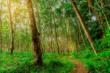 Obraz premium Para rubber tree, Latex rubber plantation and tree rubber