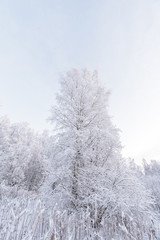 The forest has covered with heavy snow in winter season at Lapland, Finland.
