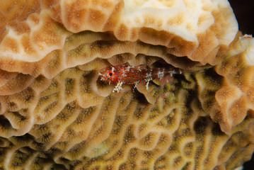 Tiny red Blenny fish on golden Lettuce Coral