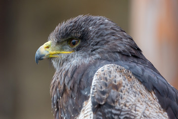 Profile / portrait of Geranoaetus melanoleucus, known as Aguja or black-chested buzzard-eagle (Blaubussard). Detail of eye, beak, feathers. Neutral background. Belonging to the Hawk / Eagle family.