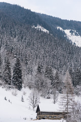 Fototapeta premium Stable, cowshed for cows and horses. Farm building built of stones and wood. Winter mountain landscape in the Alps. The building, trees and mountains covered with snow.
