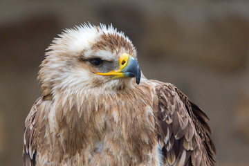 Profile of an Eastern Imperial Eagle (aquila heliaca) looking to the right. Portrait with details of eyes, yellow / black beak, feathers. Incl. upper part of the body. Neutral background.