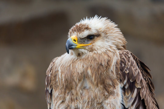 Profile of an aquila heliaca - better known as Eastern Imperial Eagle. Portrait of bird of prey with head facing to the left. Detail of eye, beak, feathers. Neutral background, isolated view.