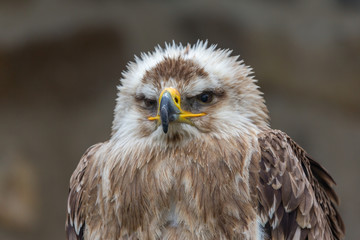 Portrait of an Eastern Imperial Eagle - latin 