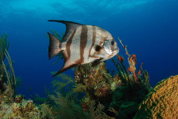 Striped Atlantic Spadefish underwater on colorful reef