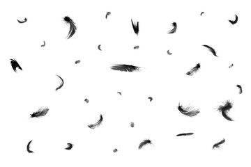 Beautiful black swan feathers floating in air isolated on white background