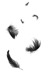 Foto op Plexiglas Beautiful black swan feathers floating in air isolated on white background © nadtytok28