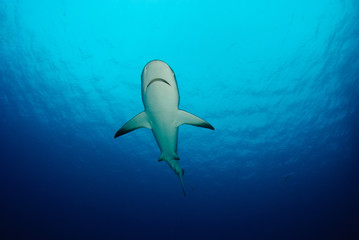 Reef shark from below in calm blue sea