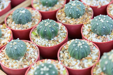 Close up to little cactus in mini pot