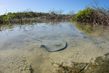 Stingray swimming through shallow water in tropical mangrove tidal flats