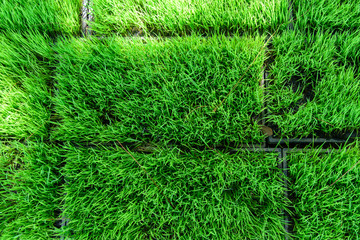 Top view of fresh green grass sheet 