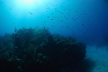 Naklejka na ściany i meble Beautiful blue deep reef, with fish and sunlight from above