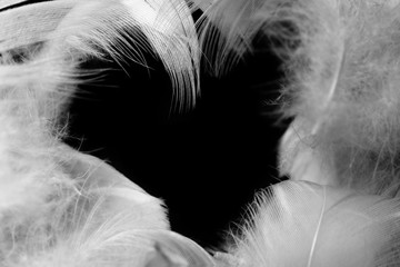 Beautiful frame white feather isolated on black background with copy space
