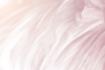 Beautiful violet colors tone feather texture background, trends color with red light flare