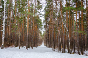 The road in the winter forest. A path among the pines on a winter day in the snow.